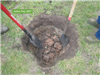 Hole being dug for Arbor Day 2017