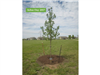 Picture of the tree planted on Arbor Day 2017