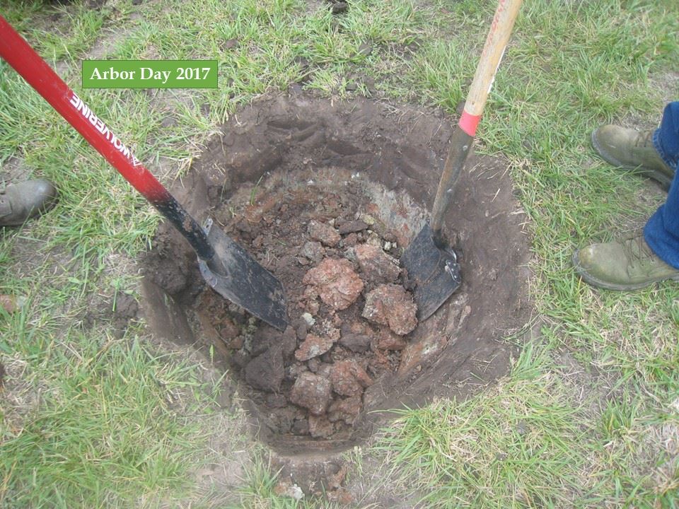 Hole being dug for Arbor Day 2017