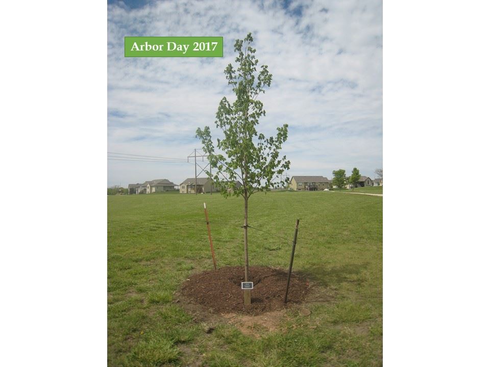 Picture of the tree planted on Arbor Day 2017